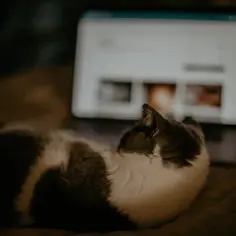 Zakup karmy dla kota przez internet