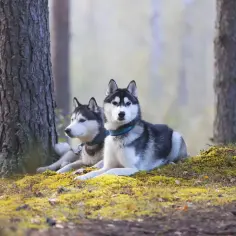 Dwa husky odpoczywają w lesie. Zastanawiasz się, ile żyje husky? Te psy mogą żyć nawet 15 lat!