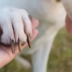 Piesek ma naderwany boczny pazur. Widać go na łapie trzymanej w dłoni.