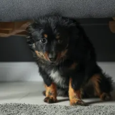 Twój pies boi się mężczyzn? Odkryj sprawdzony plan terapii