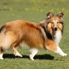 Piękny owczarek collie krótkowłosy biegnie po zielonej trawie, jego sierść mieni się w słońcu.