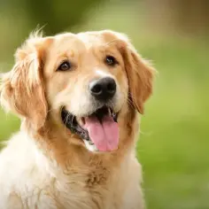 Kiedy rośnie sierść golden retrievera? Poznaj kluczowe etapy rozwoju