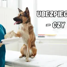 Ubezpieczenie zdrowotne psa: co obejmuje, czy się opłaca?