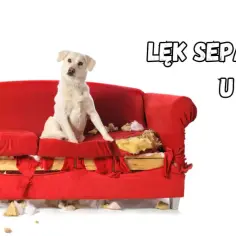Twój pies niszczy drzwi? To lęk separacyjny! Jak pomóc?
