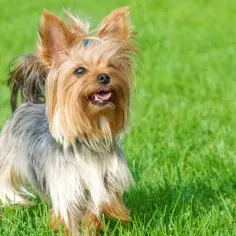 Yorkshire terrier na trawie, z wyrazem psiej inteligencji w oczach. Czy yorki są mądre? Ten maluch z pewnością daje do myślenia!