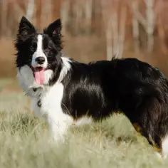 Mieszaniec border collie z jednym niebieskim okiem, z językiem na wierzchu, stoi na trawie.