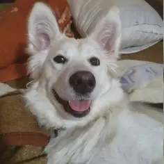 Uśmiechnięty biały pies, przypominający skrzyżowanie husky i labradora, leży na kocu.