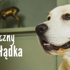 Skręt żołądka u psa: Jak rozpoznać objawy i uratować życie?