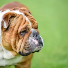 Smutny buldog angielski oddam. Ma brązowo-białe umaszczenie i charakterystyczne zmarszczki.