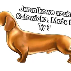 Jamnik szuka człowieka. Może to Ty? Oddam jamnika w dobre ręce.
