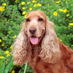 Uśmiechnięty cocker spaniel w otoczeniu żółtych kwiatów. Czy cocker spaniel jest agresywny? Ten piesek wygląda na przyjaznego!