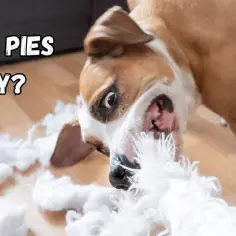 Pies niszczy zabawki w 5 min? Te gryzaki to zmienią!