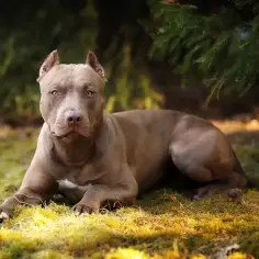 Potężny pitbull leży na trawie, jego sylwetka sugeruje, ile waży pitbull. W tle las.