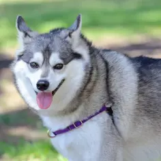 Uśmiechnięty alaskan klee kai z wystawionym językiem, w fioletowej obroży, na tle zieleni.