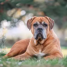 Smutny pies rasy boerboel leży na trawie. Muszę oddać psa, bo nie mam dla niego czasu.