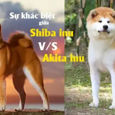 Czym się różni shiba od akity? Odkryj kluczowe różnice i cechy