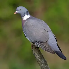 Gołąb grzywacz na gałęzi, zastanawia się, czy gołąb grzywacz odlatuje na zimę.