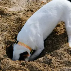 Biały pies z kolorową obrożą z zapałem kopie dziurę w piasku. Dowiedz się, jak oduczyć psa kopania dziur, gdy zachowuje się jak ten łobuziak.