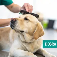 Labrador zrelaksowany podczas czesania. Dobra szczotka to klucz do lśniącej sierści.