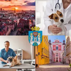 Weterynarz z psem i kotem, widok miasta o zachodzie słońca, herb miasta i ulica z kościołem. Dowiedz się, ile kosztuje usg psa.