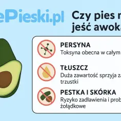 Czy psy mogą jeść awokado? Grafika pokazuje awokado i ostrzega przed persyną, tłuszczem i pestką/skórką.