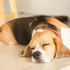 Śpiący beagle na podłodze. Może to jest odpowiedź na pytanie, dlaczego pies nie szczeka, gdy jest tak zmęczony.
