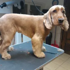 Cocker spaniel po wizycie u groomera, z nowymi, modnymi fryzurami.
