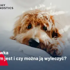 Nosówka neurologiczna u psa: Objawy, leczenie i realne szanse na życie