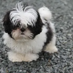 Uroczy szczeniak shih tzu czy maltańczyk z czarno-białą sierścią, z puszystą grzywką, stoi na żwirze.