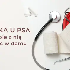 Biegunka u psa? Zobacz, co podać psu na biegunkę, gdy potrzebujesz domowych sposobów. Stetoskop, bandaże i apteczka sugerują pomoc.