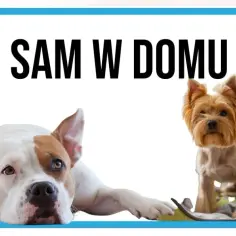 Pies panikuje sam? Naucz dorosłego spokoju! Plan krok po kroku