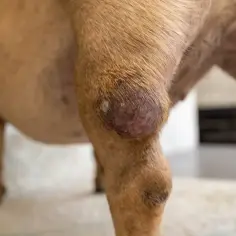 Mastocytoma u psa: Jak wygląda i czy to wyrok? Sprawdź!