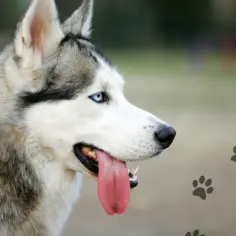Portret husky z niebieskimi oczami i wystawionym językiem, z odciskami łap w tle.