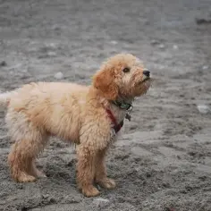 Puszysty szczeniak, uroczy golden retriever mieszaniec, stoi na piaszczystej plaży, z zaciekawieniem patrząc w dal.