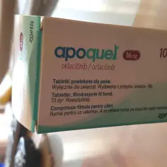Pies z AZS? Nowe leki: Apoquel, Cytopoint ulga bez sterydów