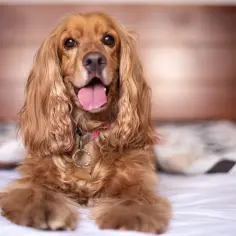 Cocker spaniel angielski, waga idealna, leży na łóżku z językiem na wierzchu.