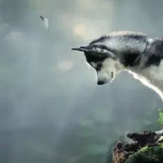 Czy husky szczeka? Odkryj, jak ich szczekanie wpływa na życie z psem