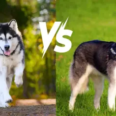 Husky czy malamut – która rasa psa jest lepsza dla Ciebie?