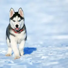 Ile kosztuje husky syberyjski? Poznaj ceny w różnych miastach Polski