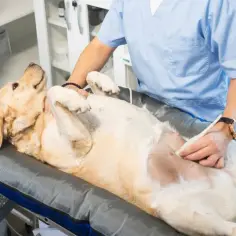 Weterynarz wykonuje USG suki. Koszt zastrzyku wczesnoporonnego dla suki zależy od kliniki.