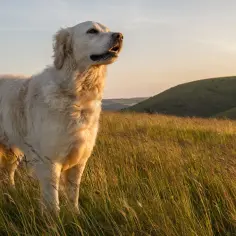 Czy golden retriever jest agresywny? Poznaj prawdę o tej rasie
