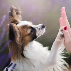 Papillon daje piątkę w lawendowym polu. Może to inspiracja na fajne nazwy hodowli psów?