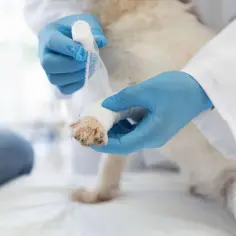 Weterynarz opatruje łapę psa, która ma rozciętą poduszkę.