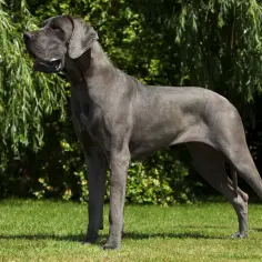 Szary dog niemiecki stoi na trawie, z pnącymi się gałęziami drzew w tle.