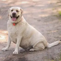 Labrador z nadwagą? Bezpieczna dieta i plan odchudzania!
