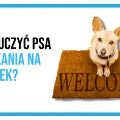 Twój pies szczeka na dzwonek? Sprawdzone metody na ciszę w domu
