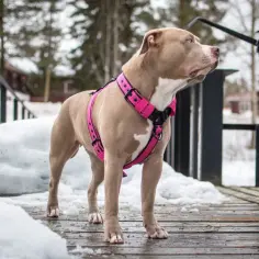 Pies rasy Pitbull w różowych szelkach, gotowy na spacer. Dowiedz się, jak założyć psu szelki, by zapewnić mu komfort i bezpieczeństwo.