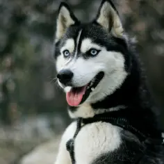 Ile dziennie je husky? Odkryj, jak karmić swojego psa prawidłowo