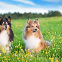 Dwa psy rasy collie siedzą na łące pełnej żółtych kwiatów. Chcesz wiedzieć, co zrobić, żeby pies nie czuł cieczki?