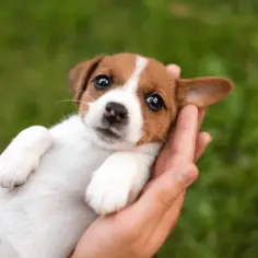 Uroczy szczeniak Jack Russell w dłoniach, idealny kandydat na znaczące imiona dla psów.